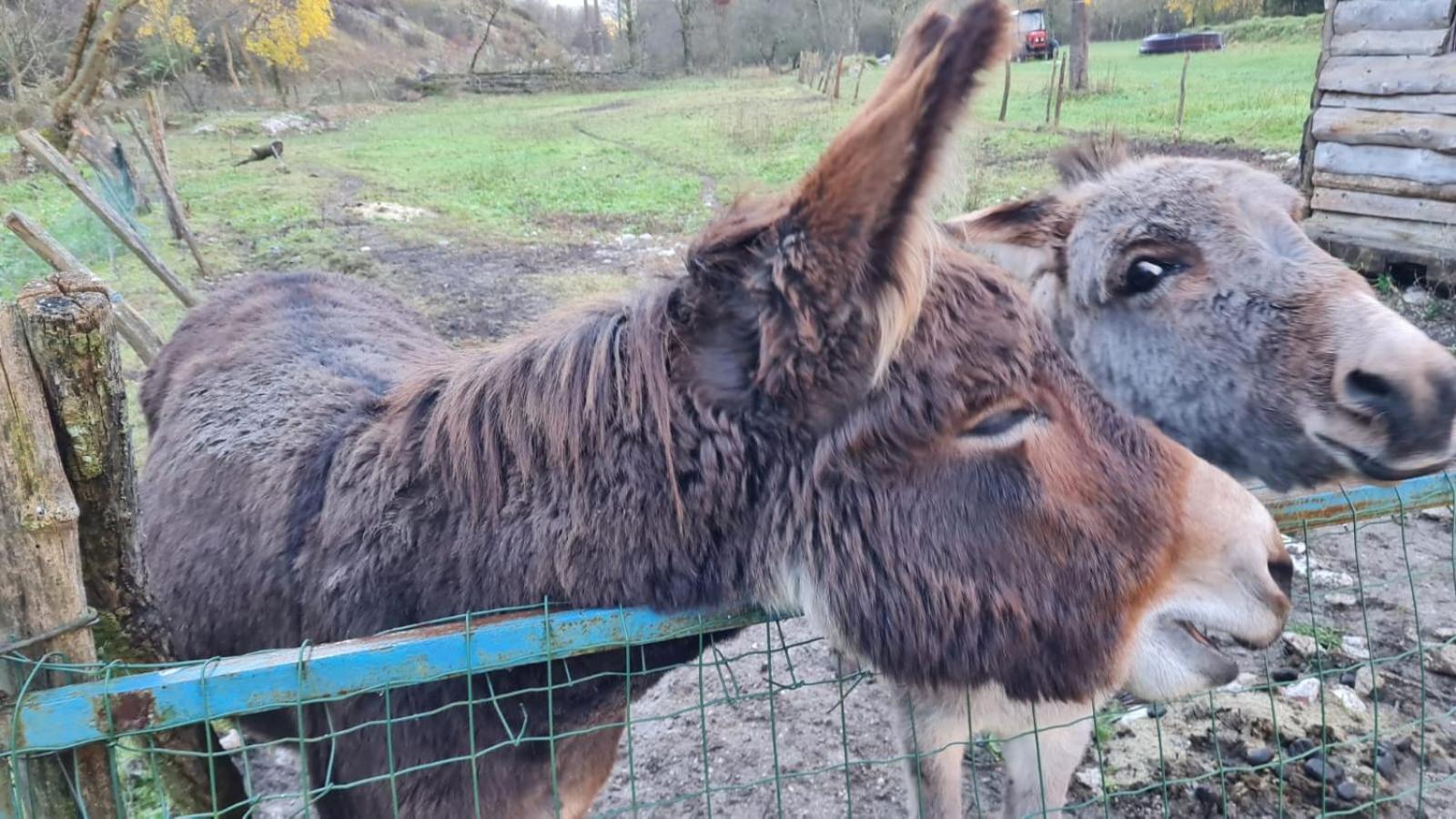 Appartamento Stara Hisa Log Cezsoski Esterno foto